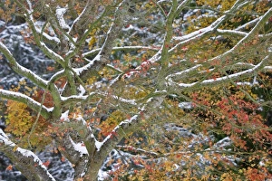 USA, Washington. Snow-covered maple tree in fall color USA, Washington. Snow-covered maple tree in fall color