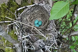 USA, Washington State. Three American Robin, Turdus migratorius, sky blue eggs in