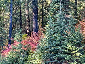 USA, Washington State. Autumn color with yellow, red and green USA, Washington State. Autumn color with yellow, red and green