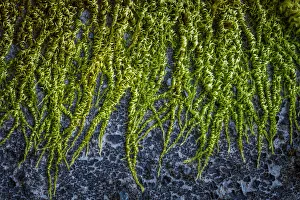 USA, Washington State, Beacon Rock State Park. Moss and lichens growing on concrete bridge USA, Washington State, Beacon Rock State Park. Moss and lichens growing on concrete bridge