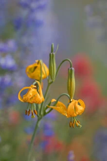 Floral & Botanical Collection: USA, Washington State. Columbia Lily (Lilium columbianum) with color wash of lupine