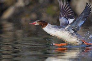USA, Washington State, Common Merganser, femaleflight, take-off USA, Washington State, Common Merganser, femaleflight, take-off