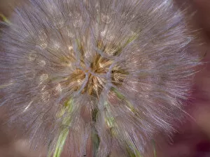 USA, Washington State, Eastern Washington fluffy seed head of Salsify dandelion
