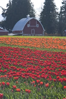 USA, Washington State, La Conner. (PR) Barn, Skagit Valley Tulip Fields USA, Washington State, La Conner. (PR) Barn, Skagit Valley Tulip Fields