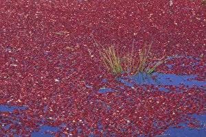 Images Dated 7th March 2005: USA, Washington State, Long Beach. Cranberries floating in bog during wet harvest, Fall