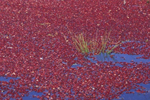 USA, Washington State, Long Beach. Cranberries floating in bog during wet harvest, Fall USA, Washington State, Long Beach. Cranberries floating in bog during wet harvest, Fall