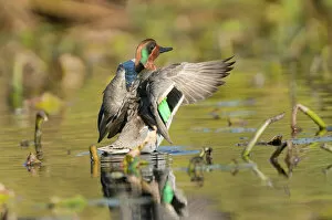 USA, Washington State. Male Green-winged Teal (Anas crecca) flaps its wings on Union Bay in Seattle