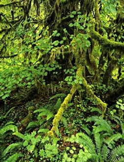 USA, Washington State, Olympic National Forest. Giant conifer, moss and lush foliage