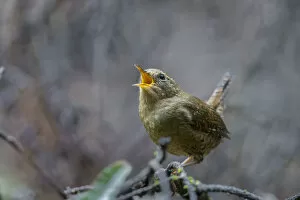 Wren Collection: USA, Washington State. Pacific Wren, Troglodytes pacificus, singing from a perch
