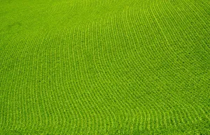 USA, Washington State, Palouse. Green field USA, Washington State, Palouse. Green field