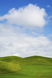USA, Washington State, Palouse Region, Patterns in the fields of fresh green Spring wheat USA, Washington State, Palouse Region, Patterns in the fields of fresh green Spring wheat
