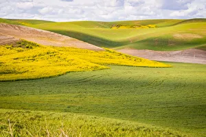USA, Washington State. Palouse Valley, fields of yellow mustard and other crops USA, Washington State. Palouse Valley, fields of yellow mustard and other crops