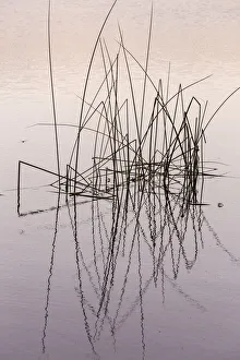 USA, Washington State, Pearrygin Lake State Park. Reeds in Pearrygin Lake. Credit as USA, Washington State, Pearrygin Lake State Park. Reeds in Pearrygin Lake. Credit as