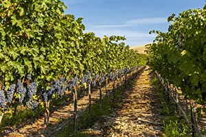 USA, Washington State, Red Mountain. A row of Cabernet Sauvignon grapes in a vineyard in USA, Washington State, Red Mountain. A row of Cabernet Sauvignon grapes in a vineyard in