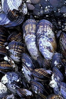 USA, Washington State, Salt Creek State Park, Tongue Point. California mussels with USA, Washington State, Salt Creek State Park, Tongue Point. California mussels with