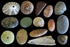 Still Life Collection: USA, Washington State, Seabeck. Display of shells and rocks
