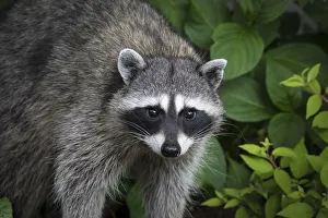 USA, Washington State, Seabeck. Raccoon close-up USA, Washington State, Seabeck. Raccoon close-up