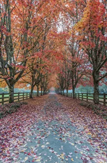 USA, Washington State, Snoqualmie. Autumn country lane USA, Washington State, Snoqualmie. Autumn country lane