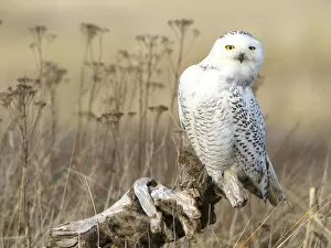 Images Dated 10th January 2012: USA, Washington state. A Snowy Owl (Bubo scandiacus) sits on a perch, actively searching