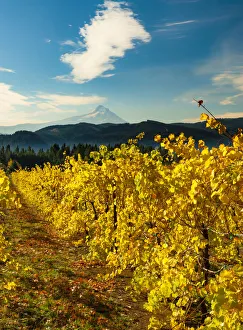 USA, Washington State, Stevenson. Morning light on the changing fall colors of a Columbia USA, Washington State, Stevenson. Morning light on the changing fall colors of a Columbia