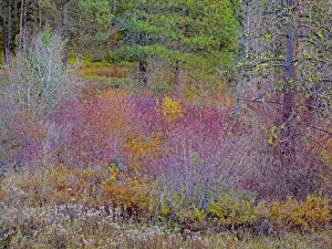 USA, Washington State, Swauk Creek just off of Highway 97 with fall colors on Vine Maple and native bush dogwood