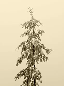 USA, Washington State. Tiger Mountain, snow covered fir tree
