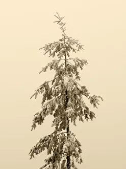 USA, Washington State. Tiger Mountain, snow covered fir tree USA, Washington State. Tiger Mountain, snow covered fir tree