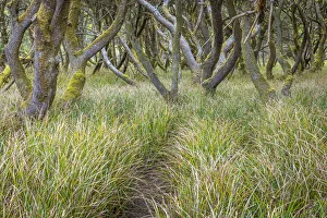 USA, Washington State, Twin Harbors State Park. Shore pine trees and European beachgrass USA, Washington State, Twin Harbors State Park. Shore pine trees and European beachgrass