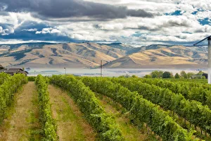 USA, Washington State, Walla Walla. Pepper Bridge Vineyard with Blue Mountains in the USA, Washington State, Walla Walla. Pepper Bridge Vineyard with Blue Mountains in the