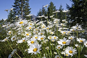 USA, Washington, Stehekin. Scenic with oxeye daisies USA, Washington, Stehekin. Scenic with oxeye daisies