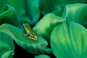 USA, Washington, Treefrog on Water Hyacinth