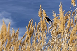 Images Dated 25th May 2013: USA, Washington, Walla Walla County. McNary National Wildlife Refuge, Red-winged
