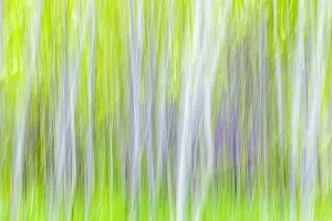 Images Dated 12th May 2013: USA, Washington, Yakima River Trail. Abstract of aspen trees