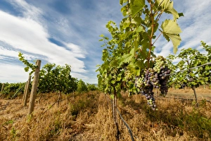 USA, Washington, Yakima Valley. Boushey Vineyard USA, Washington, Yakima Valley. Boushey Vineyard