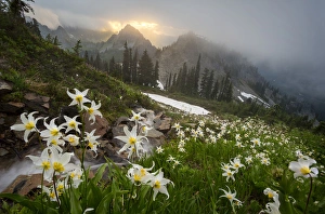 USA. Washinton State, Mt. Rainier National Park USA. Washinton State, Mt. Rainier National Park