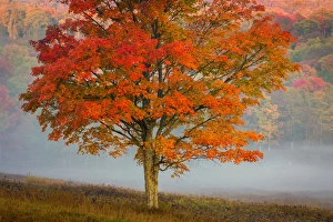 USA, West Virginia, Canaan Valley State Park. Lone tree and forest in fog. Credit as USA, West Virginia, Canaan Valley State Park. Lone tree and forest in fog. Credit as