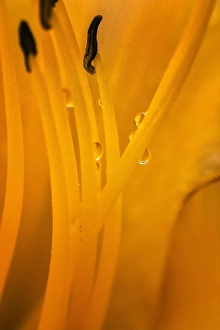 USA, Wilmington, Delaware. Inside of day lily plant USA, Wilmington, Delaware. Inside of day lily plant