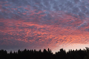 USA, Wisconsin. Sunset with alto cumulus clouds and silhouetted treeline USA, Wisconsin. Sunset with alto cumulus clouds and silhouetted treeline