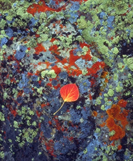 USA, Wyoming, Apen leaf on a lichen covered rock, WY USA, Wyoming, Apen leaf on a lichen covered rock, WY