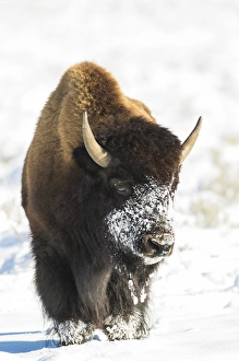 USA, Wyoming, Grand Teton National Park, Bison in snow on Antelope Flats USA, Wyoming, Grand Teton National Park, Bison in snow on Antelope Flats