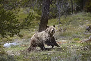 USA, Wyoming, Grand Teton National Park. Sow grizzly running across a meadow. Credit as USA, Wyoming, Grand Teton National Park. Sow grizzly running across a meadow. Credit as