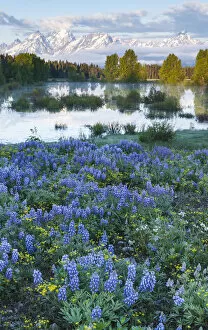 Teton Range Gallery: USA, Wyoming, Grand Teton National Park, Tetons, flowers foreground