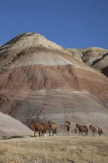USA, Wyoming, Shell, The Hideout Ranch, Horses Walking in front of Painted Hills USA, Wyoming, Shell, The Hideout Ranch, Horses Walking in front of Painted Hills