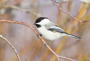Images Dated 1st February 2012: USA, Wyoming, Sublette County, Black-capped Chickadee perched on will stem