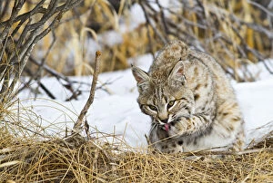 Images Dated 3rd March 2012: USA, Wyoming, Sublette County, Bobcat in winter grooming paw after feeding on carcass
