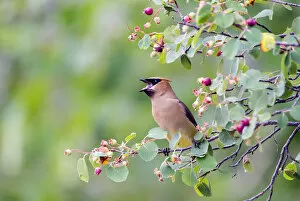Images Dated 28th July 2013: USA, Wyoming, Sublette County, Cedar Waxwing eating fruit from Serviceberry