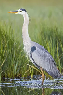 Ciconiiformes Gallery: USA, Wyoming, Sublette County. Great Blue Heron standing in a wetland full of sedges in Summer