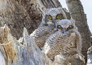 Images Dated 4th May 2016: USA, Wyoming, Sublette County. Two Great Horned Owl chicks sitting on the edge of