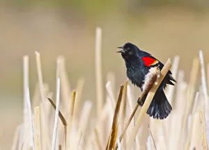 Images Dated 4th June 2011: USA, Wyoming, Sublette County, Male Red-winged Blackbird singing in cattail marsh