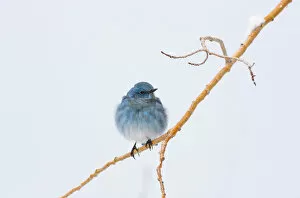 Images Dated 5th October 2009: USA, Wyoming, Sublette County, Migrating Mountain Bluebird perched on branch